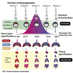 Variability of cross-tissue X-chromosome inactivation characterizes timing of human embryonic lineage specification events