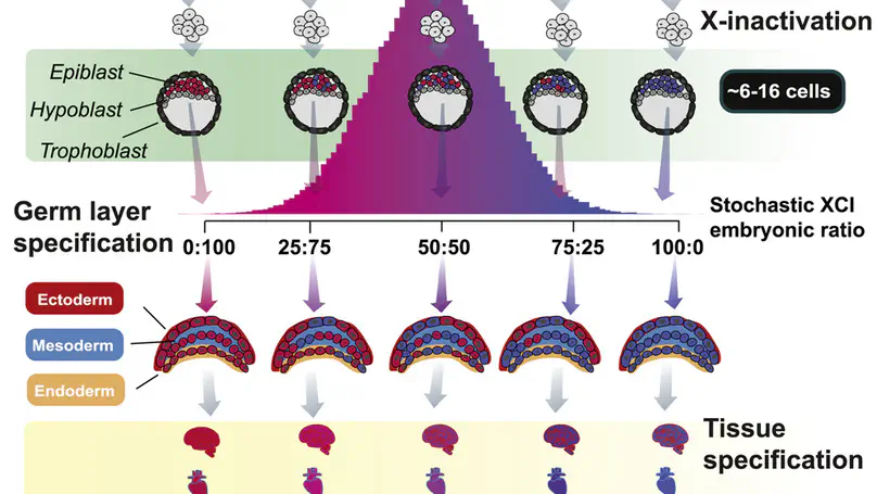 Variability of cross-tissue X-chromosome inactivation characterizes timing of human embryonic lineage specification events